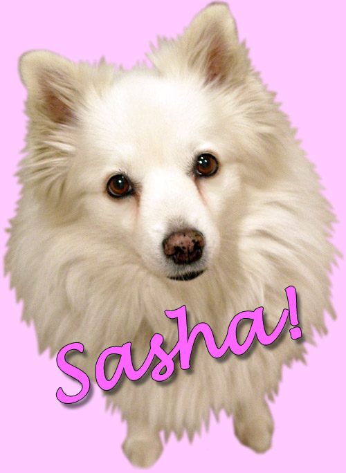 Sasha - American Eskimo dog