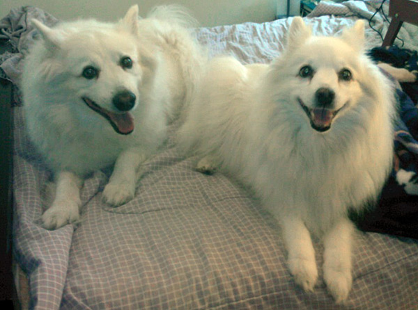 Sasha - American Eskimo Dog