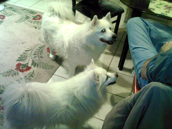 Sasha - American Eskimo Dog