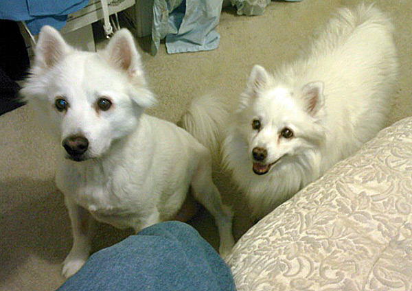 Sasha - American Eskimo Dog