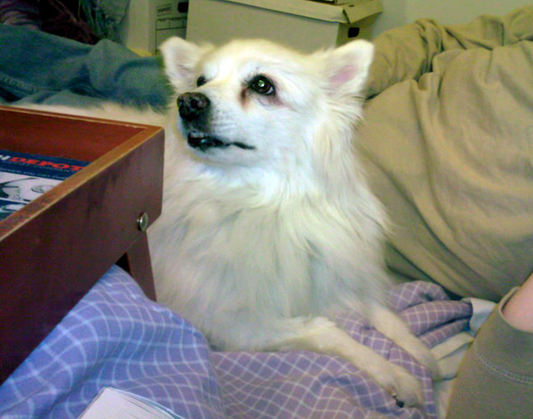 Sasha - American Eskimo Dog