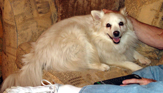 Sasha - American Eskimo Dog