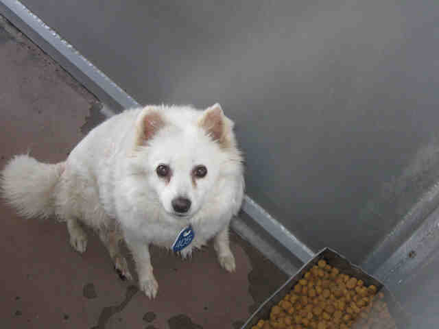 American Eskimo dog