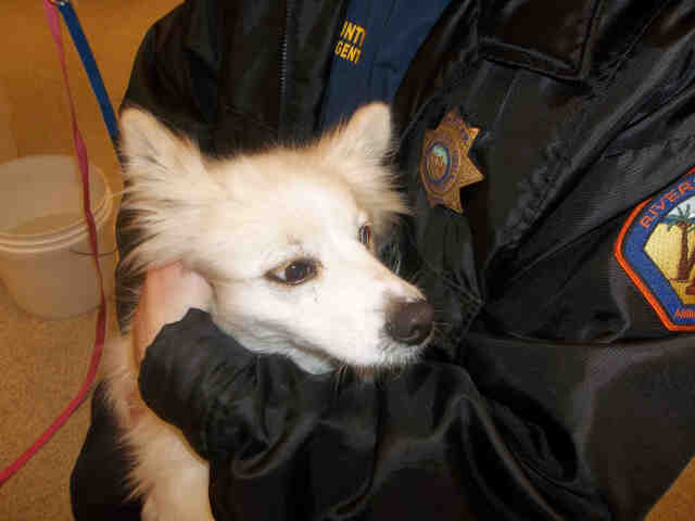 American Eskimo to adopt
