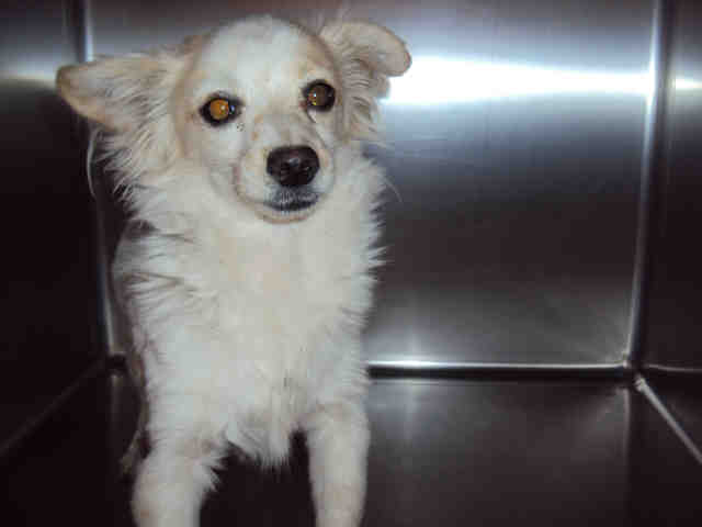 white dog
