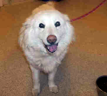 American Eskimo dog adoptable