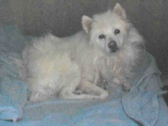 American Eskimo dog - senior