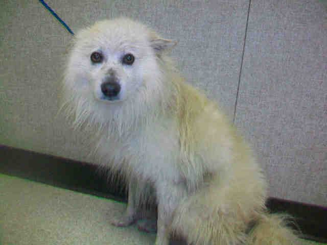 Wet American Eskimo dog