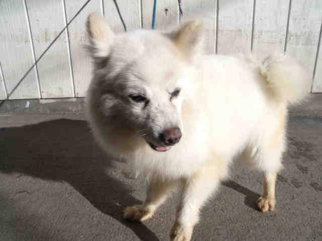 American Eskimo dog