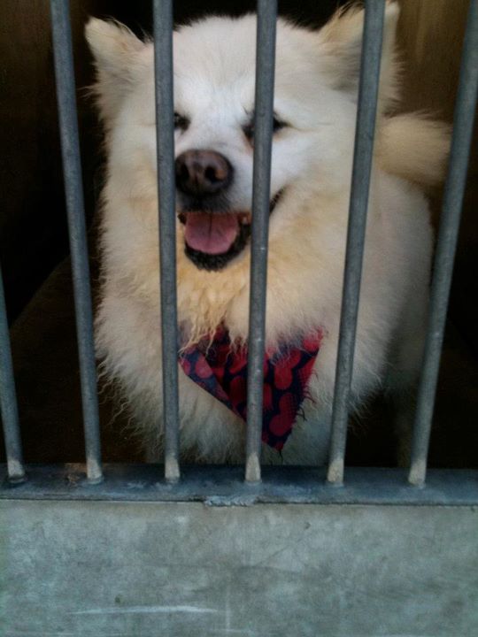American Eskimo dog