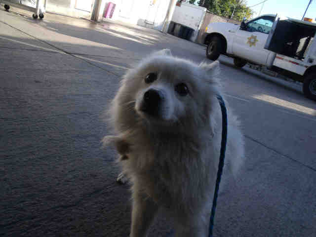 American Eskimo dog