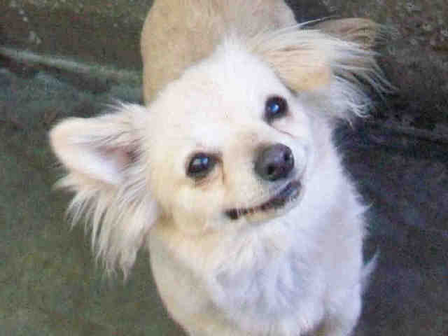little dog