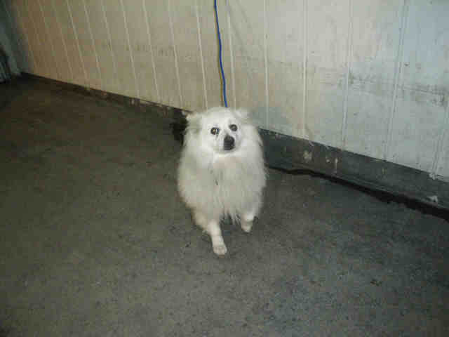 American Eskimo dog