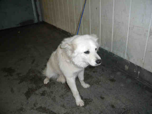 American Eskimo dog