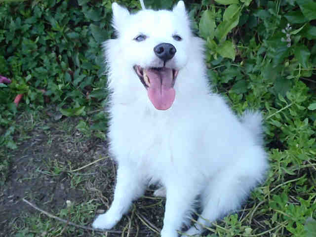 American Eskimo Dog