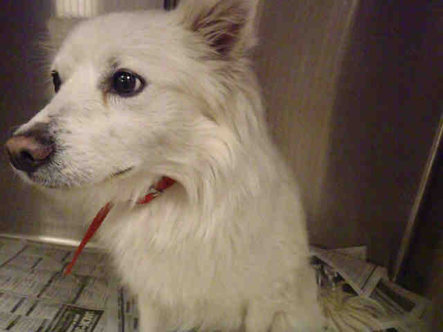 Purebred Miniature American Eskimo dog
