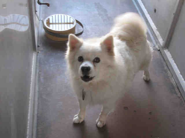 American Eskimo dog