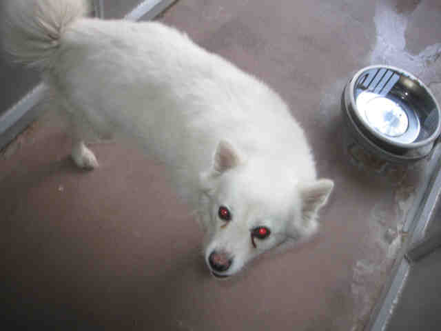 American Eskimo