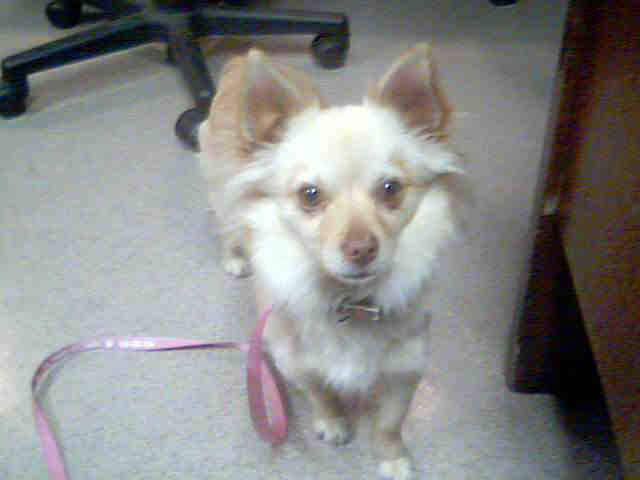 Little Dog to adopt