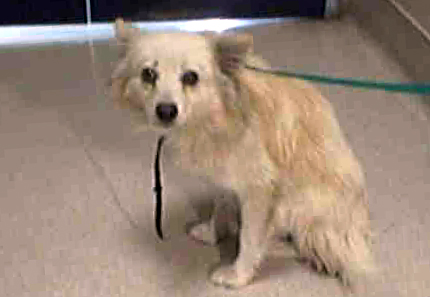 adoptable dog