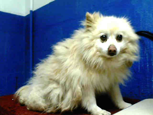 American Eskimo dog