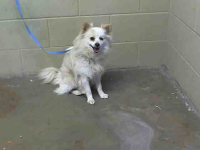 dog to adopt