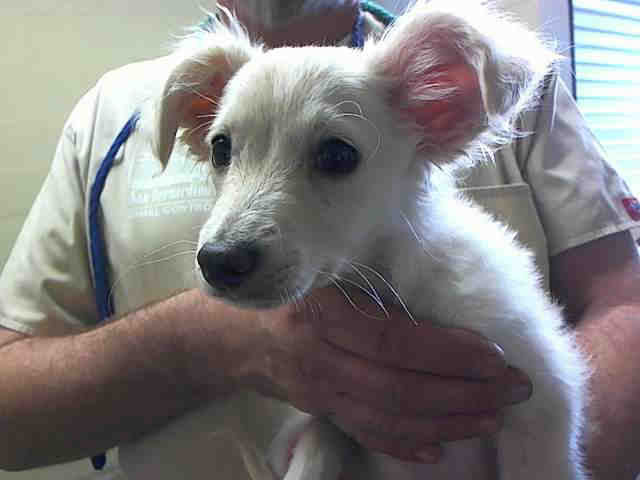 small white dog for adoption