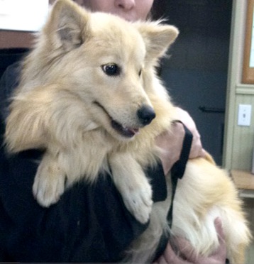American Eskimo dog mix