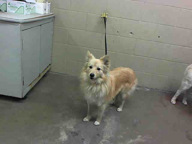 American Eskimo mix