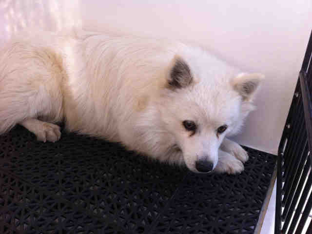 American Eskimo dog