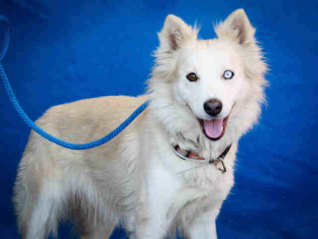 American Eskimo mix
