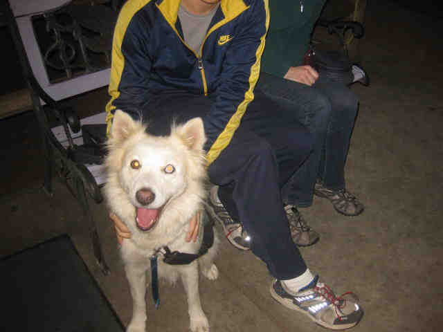 American Eskimo mix