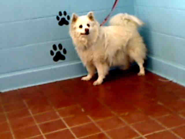 American Eskimo dog