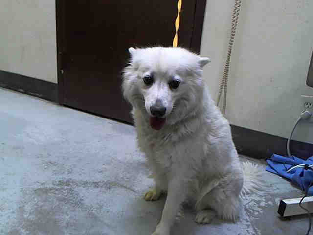 American Eskimo