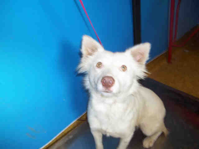 white dog