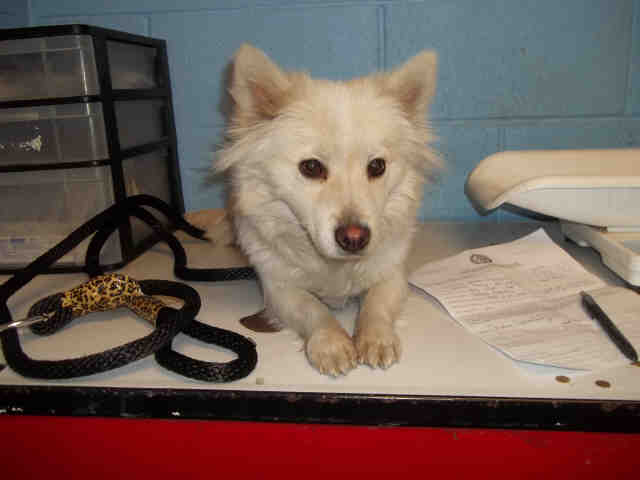 American Eskimo for adoption